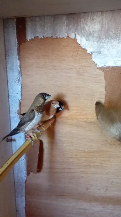 Aves , bengalins
