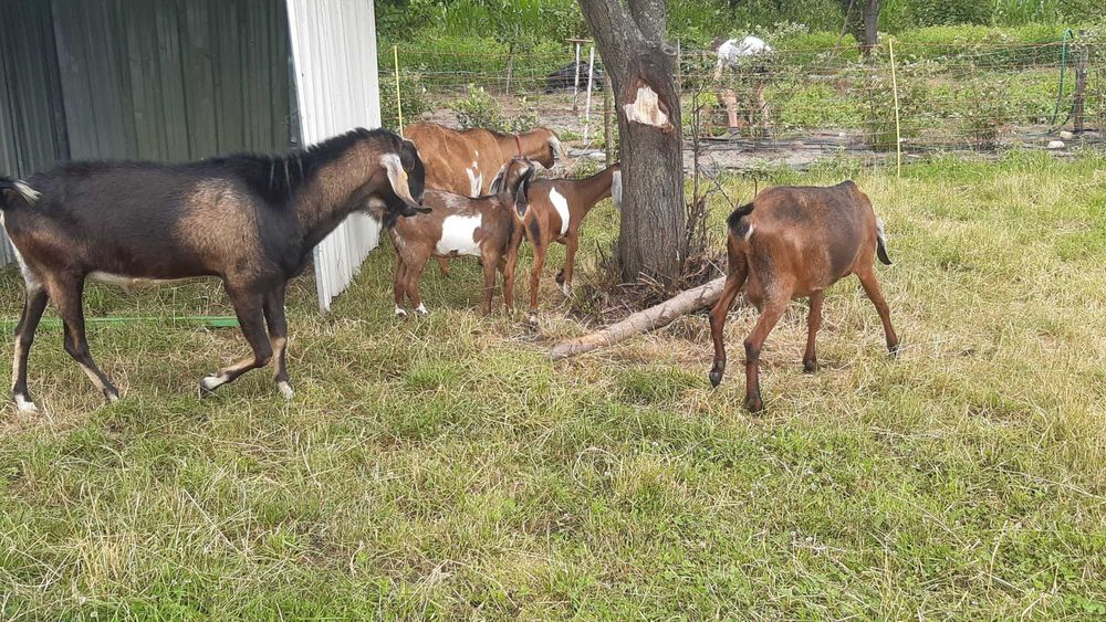 Kozioł Anglonubijski Rodowod NOG