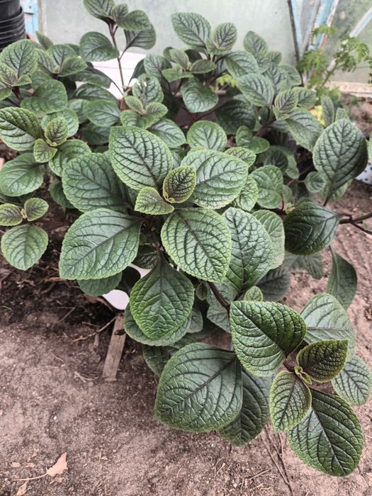 Komarzyca Nico odstraszacz komarów