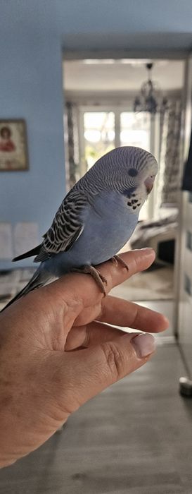 Papuga Papugi Falista mloda oswojona