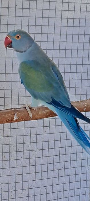 Ring necks duplos portadores cc e opalino 2023 e 2024 opalinas / cc