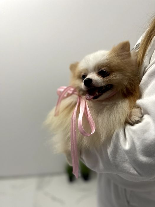 Померанські шпіци — Не зволікайте  таких залишилось лише 2!