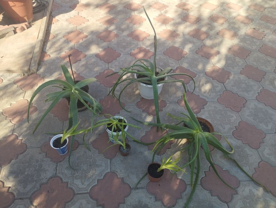 Алое Вера. Крупнолистні. Від малих до великих