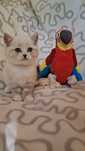 Ласковый котёнок из Одессы