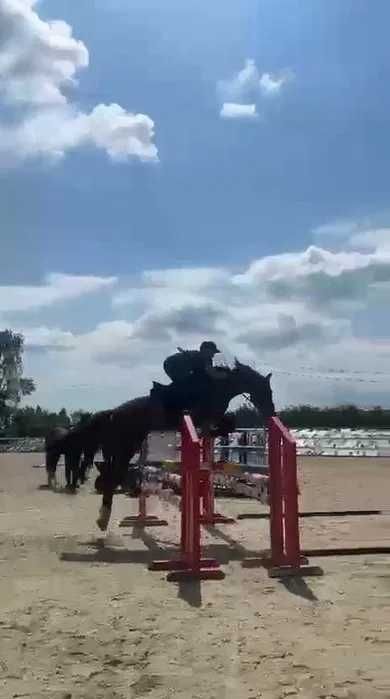 Wałach do dużego sportu-sprzedaż-zamiana