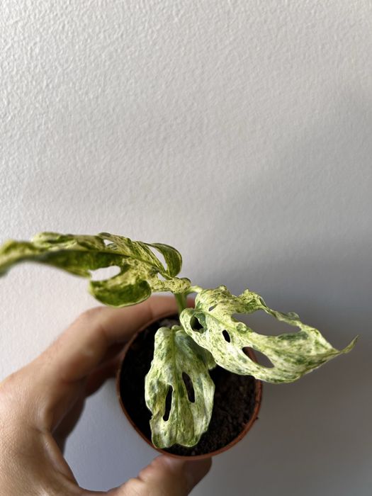 Monstera adansonii Frozen Freckles