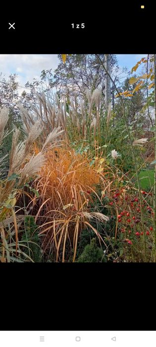 Miskant chiński trawy ozdobne sprzedam lub wymienię
