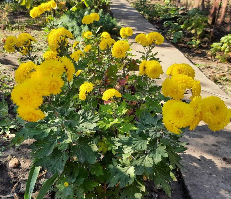 хризантемы   саженцы