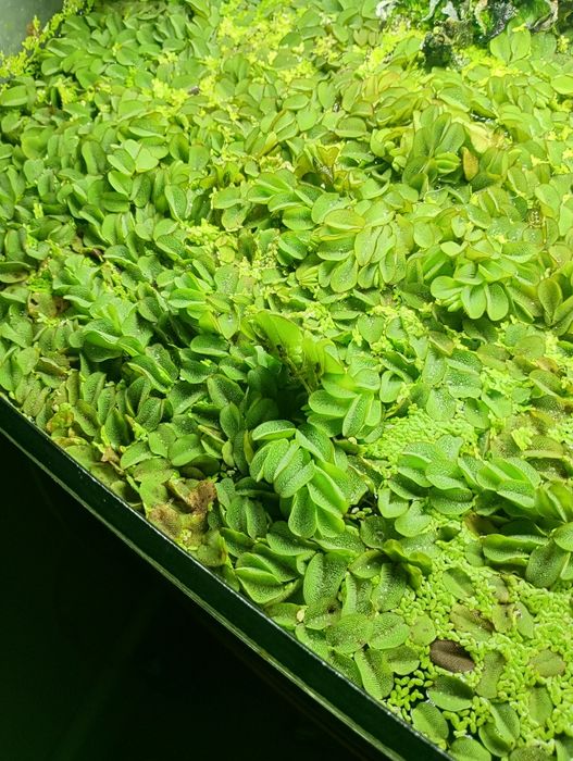 Salvinia roślina pływająca.