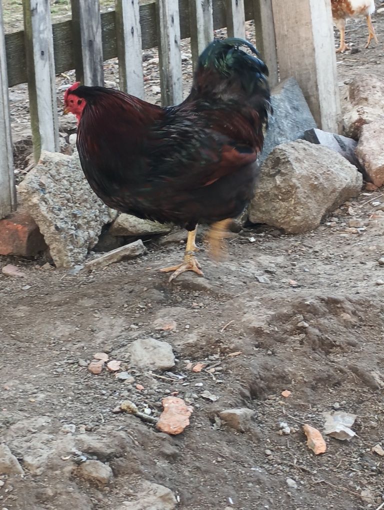Sprzedam Kogutki