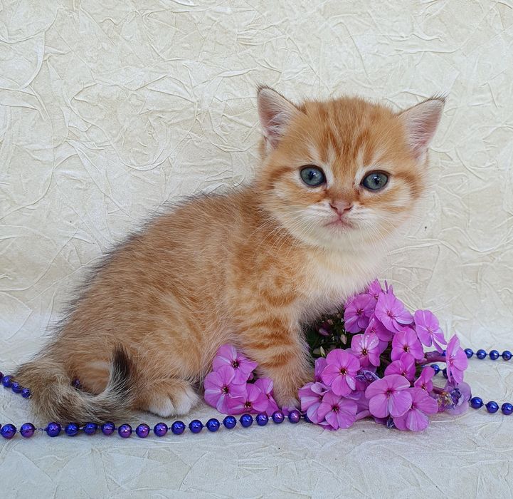 Рыжий-золотой котик порадует Вашу семью, котенок клубный британец Киев