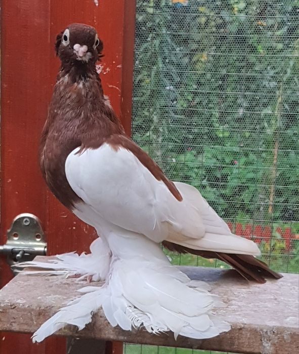 Sroczka Polska Krótkodzioba.