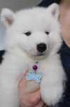 Samoyed szczenię piesek samiec