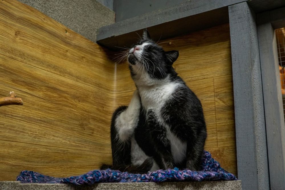 Rafiki, śliczny przyjacielski kot do adopcji