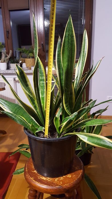Sansevieria sansewieria kłącza