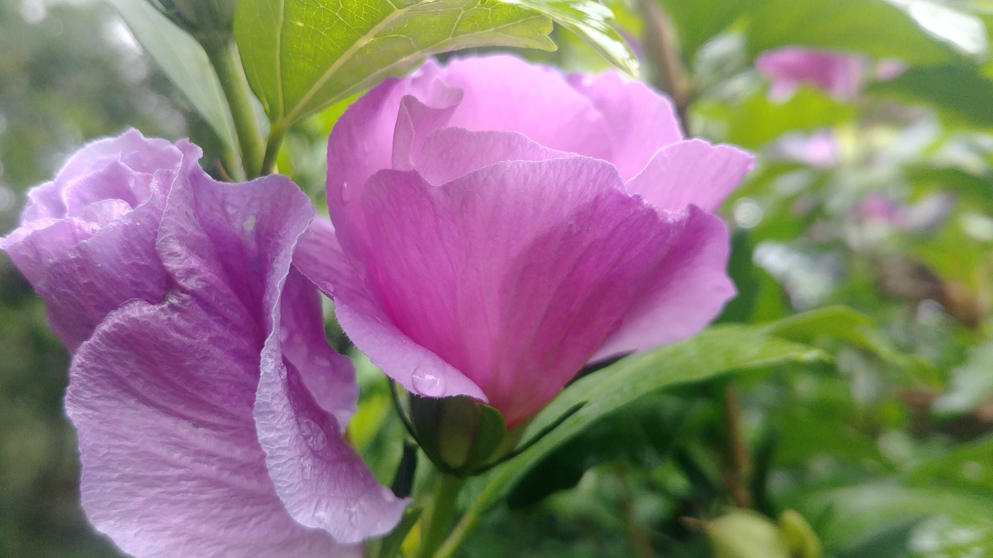 Hibiskus - Ketmia syryjska sadz. 3,5 - 4 l.