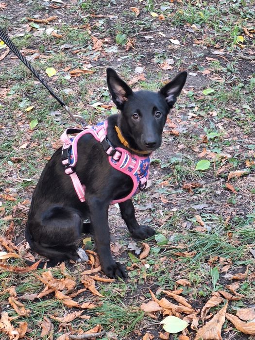 Ищу для малышки любящую семью.