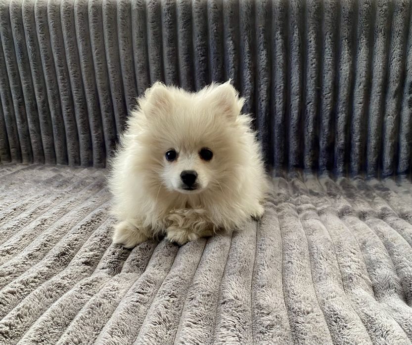 Красива дівчинка шпіц