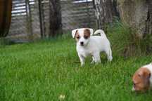 Jack Russell Terrier – z domowej hodowli – z metryką