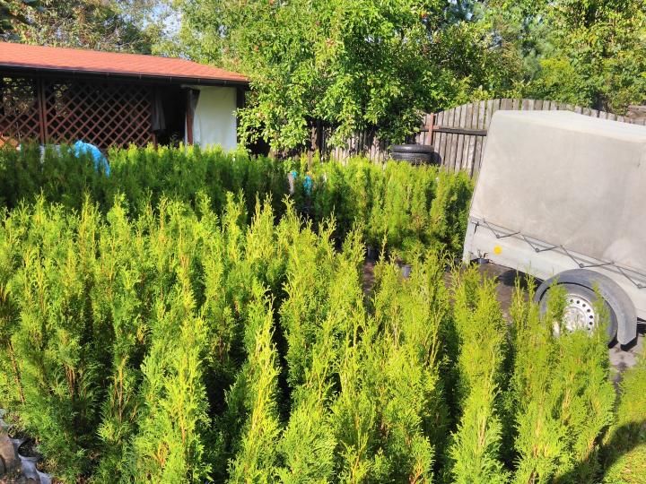 Tuja Szmaragd Thuja Smaragd 80-100 cm w donicy 3l zahartowana DOWOZIMY
