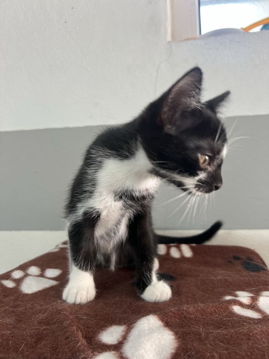 3 gatinhos machos para adocao responsavel