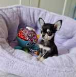 Chihuahua Długowłosy FCI ZKwP Piesek