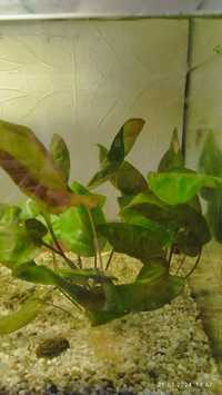 tryptocarina roślina do akwariuma