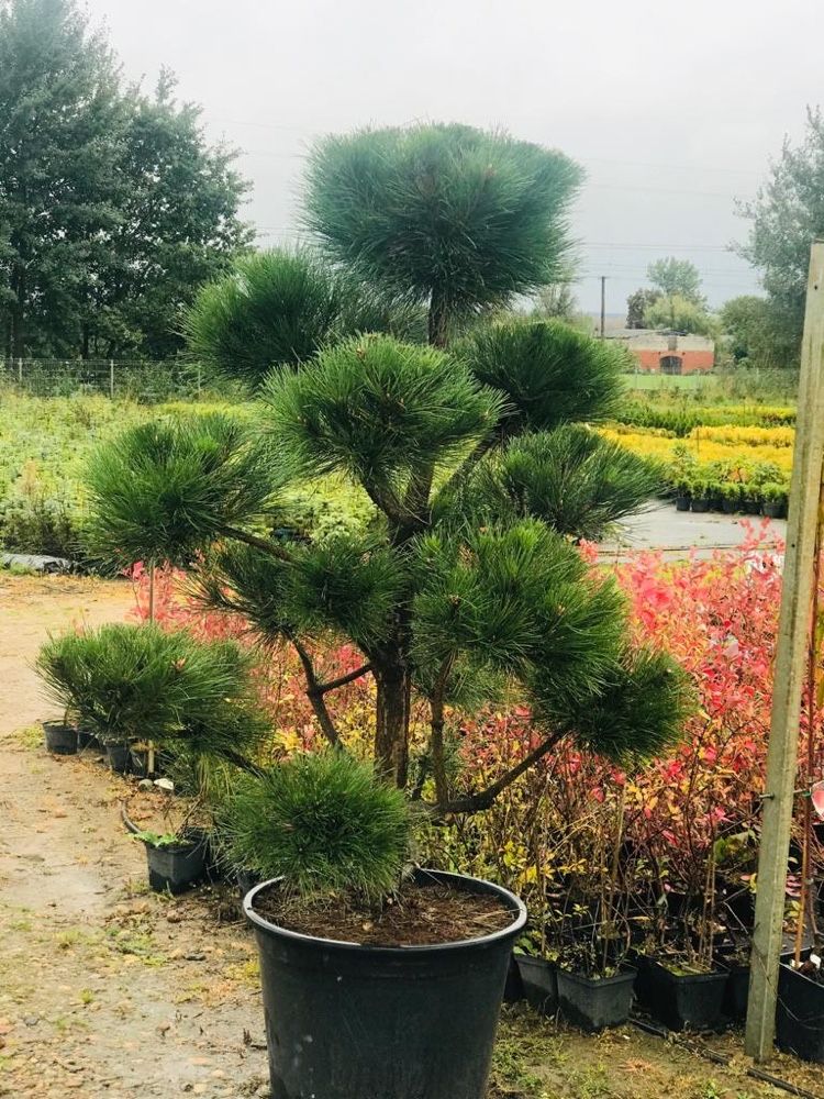 Bonsai Sosna Czarna Niwaki 180-200 cm Cena 2500 zł