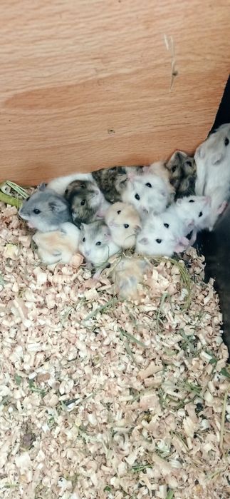 карликові хомячки