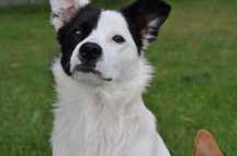 Border Collie w typie 1,5 roczna suczka do adopcji