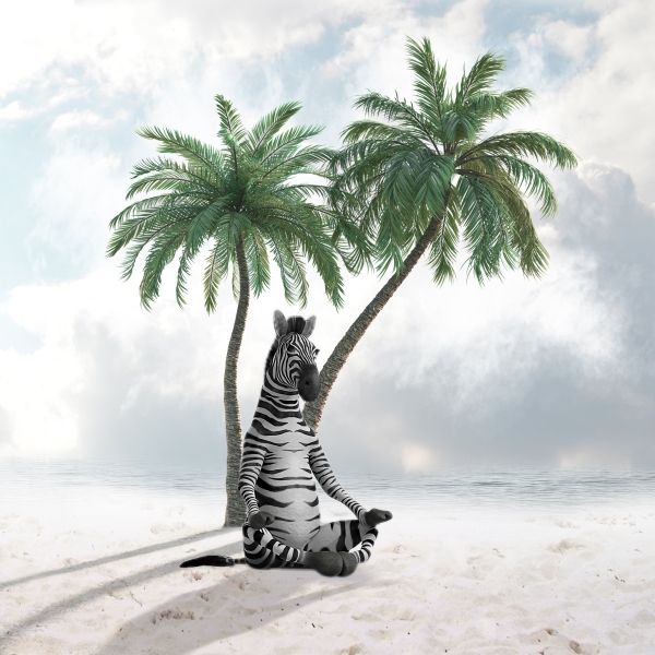 Zebra pod palmą oryginalny plakat na ścianę- Wysyłka