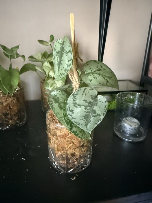 Scindapsus Silver Lady