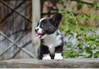 Welsh corgi cardigan - blue merle