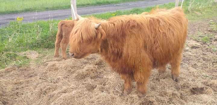 Highland cattle mlode bydło ponownie dostępne.