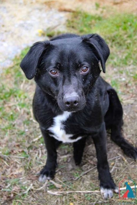 Piesek Foks szuka domu