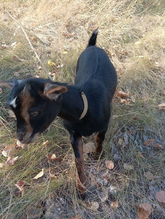 Продам камерунську кізочку