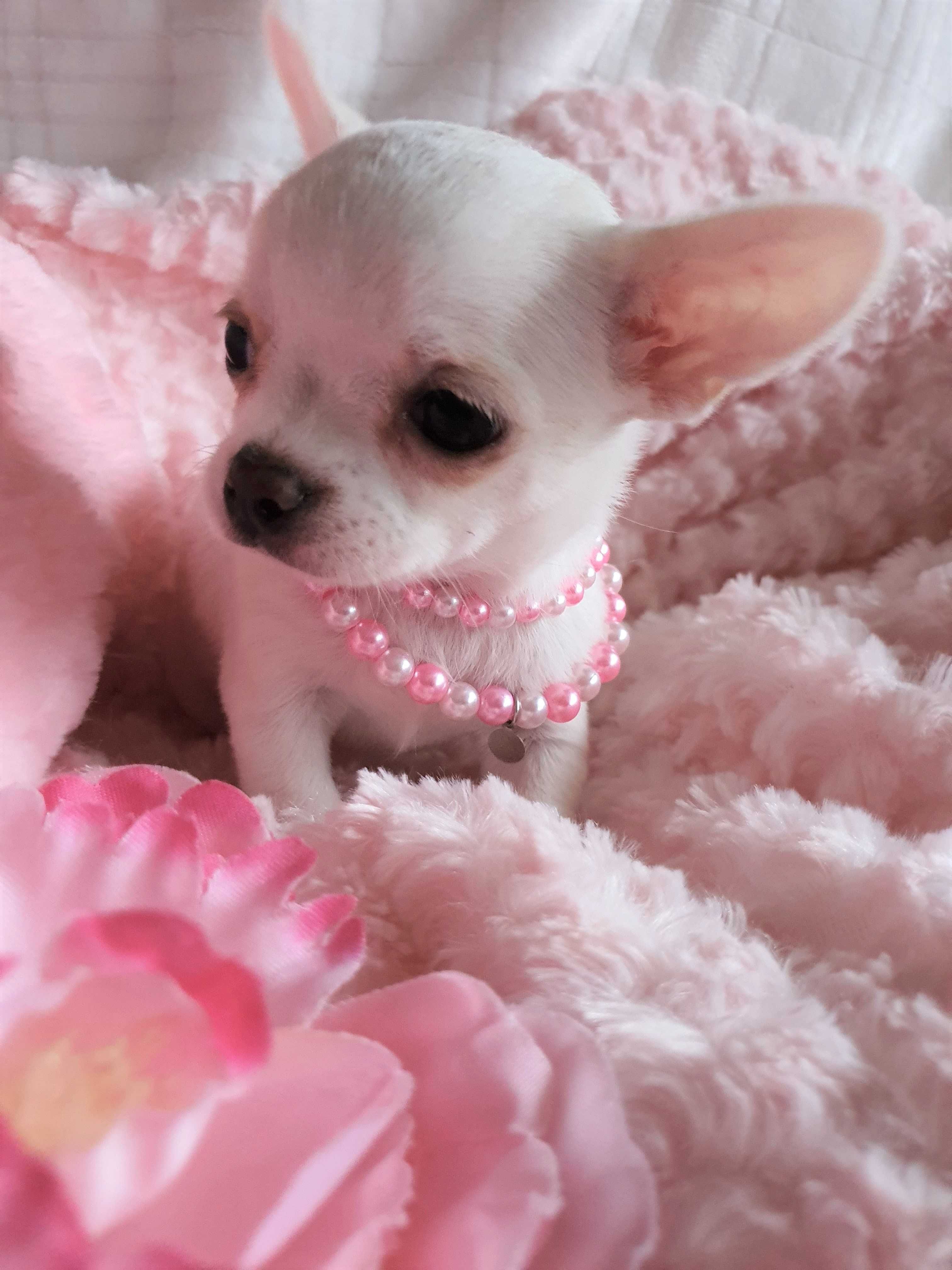 Chihuahua **Super mini**Piesek z Rodowodem. Biel-Cream.
