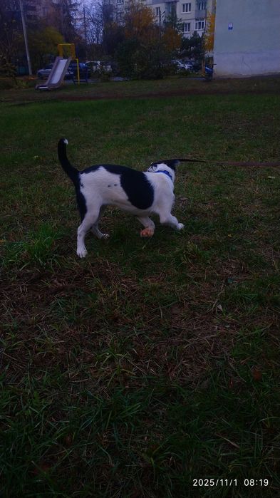 Отдам в хорошие руки (девочка)