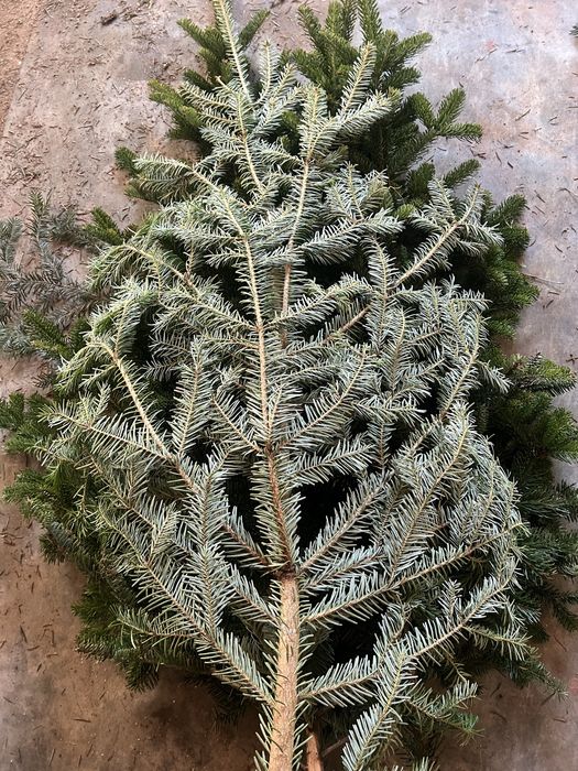 Гілки ялинки густі хвоя