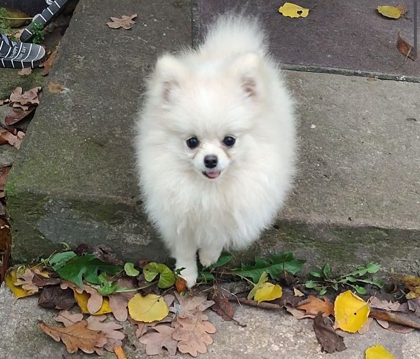 Маленькі пухнастики