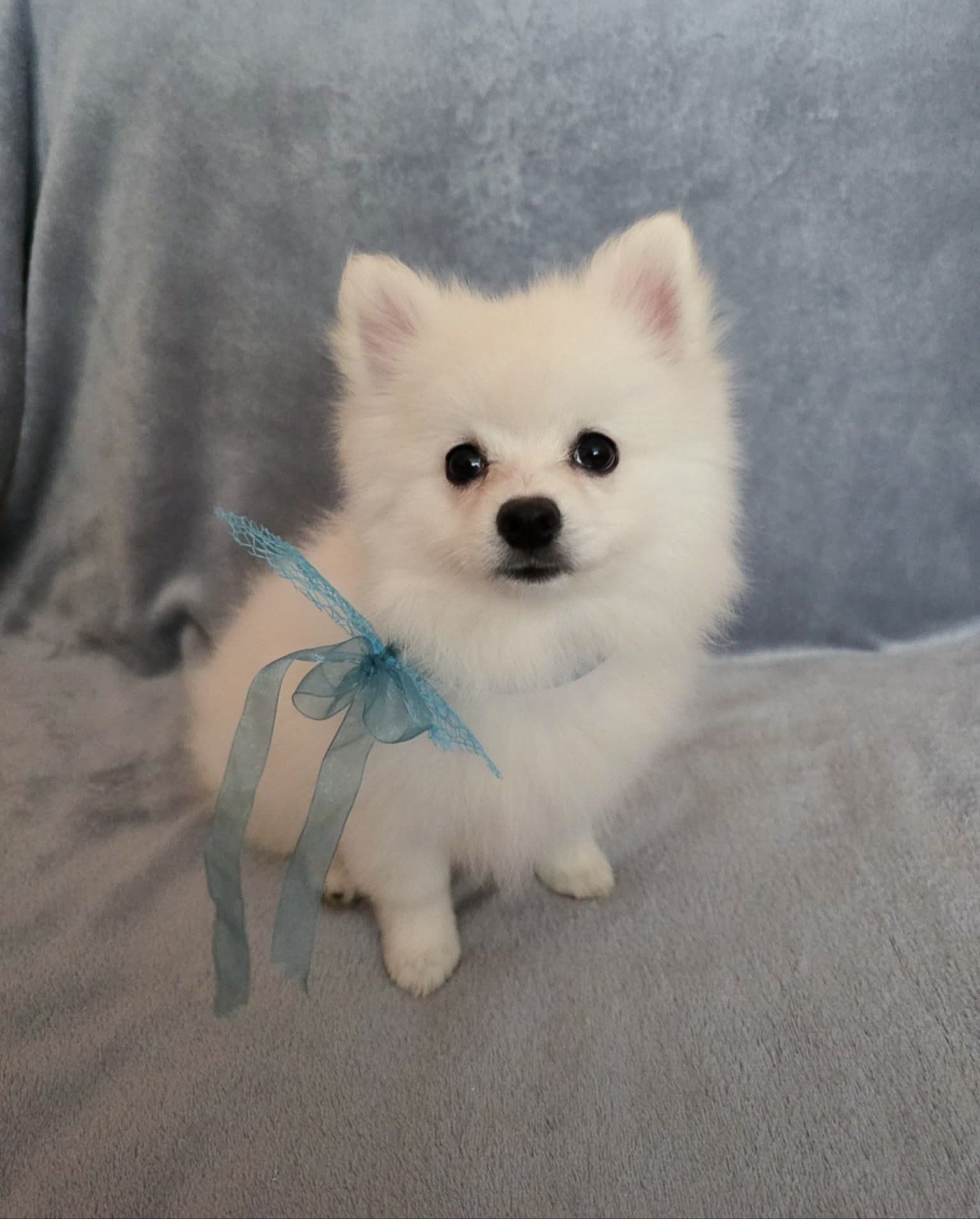 Suczka szpic miniaturowy