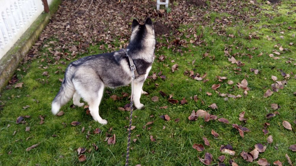 Husky-szczeniak suczka