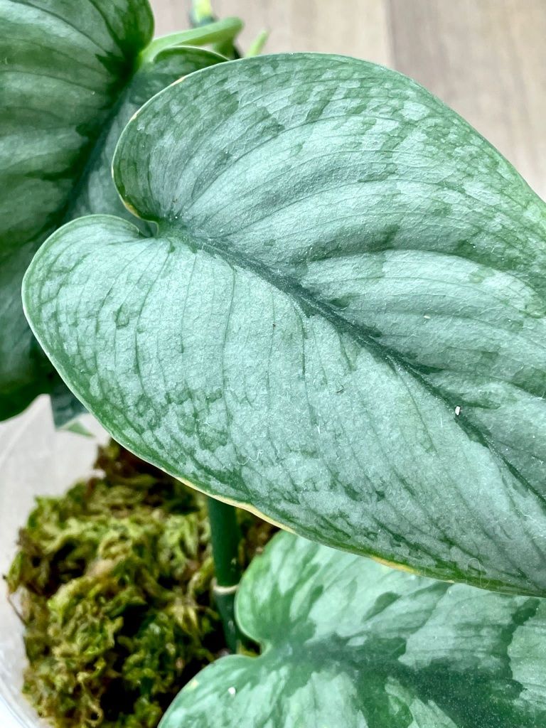 Alocasia, scindapsus, philodendron, syngonium