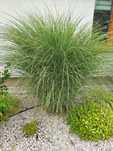 Trawa Morning Light , Variegata