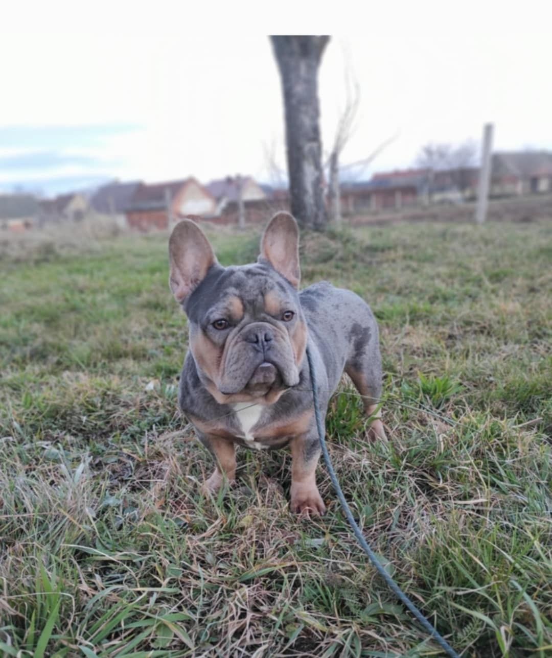 Buldog francuski usługa krycia