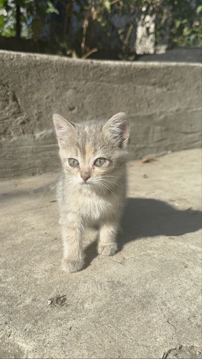 Мила кішка, 2 місяці
