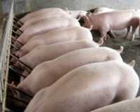 Продаж товарних свиней живою вагою від 110кг