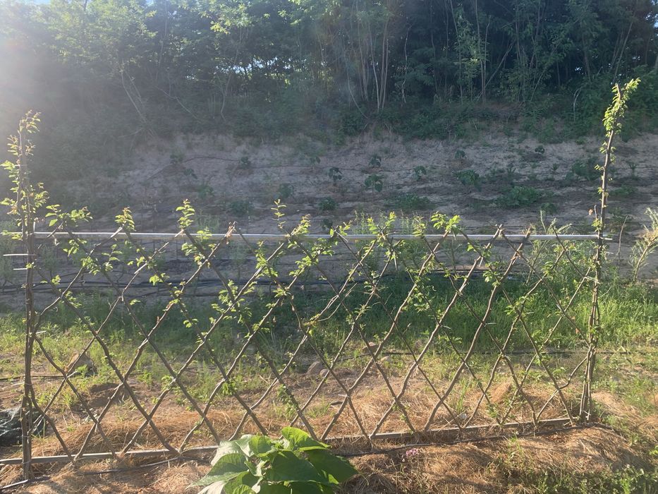 Послуги садівник вирубка чистка лікування посадка живоплоту