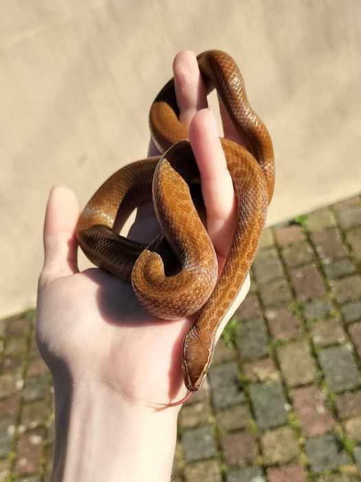 Wąż mahoniowy samiec dorosły