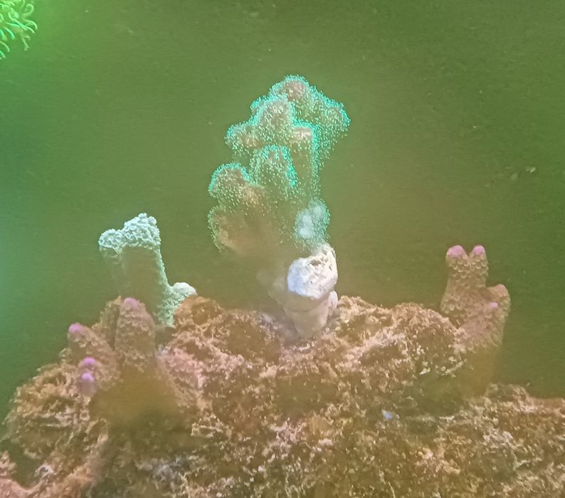 Pocillopra Seriatopora koralowce Olsztyn